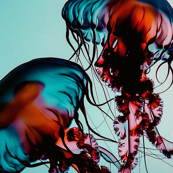 Vibrant abstract artwork depicting two large jellyfish with flowing tentacles in bright cyan, coral orange, and deep red tones against a pale aqua background.